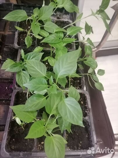 Рассада сладкого перца