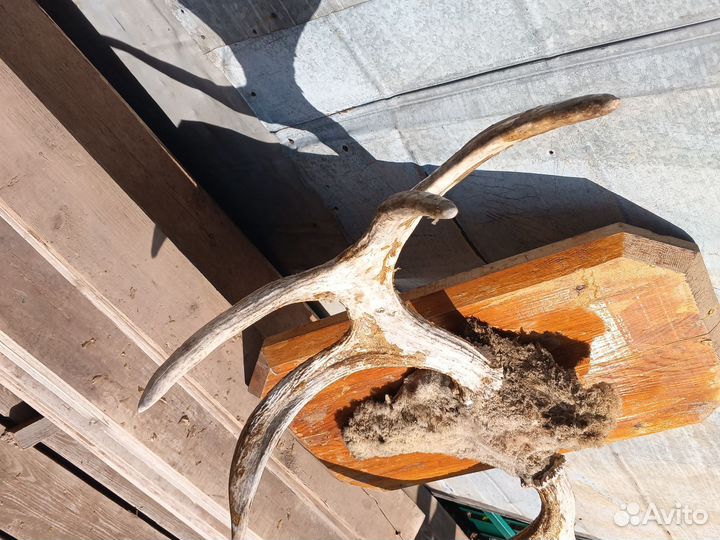 Продам рога лося