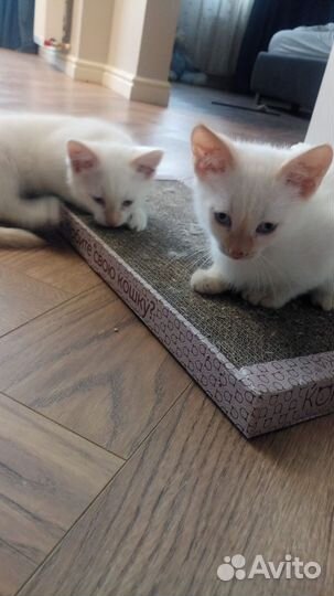 Мальчики в добрые руки