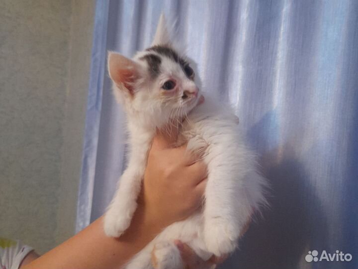 Котята в добрые руки бесплатно