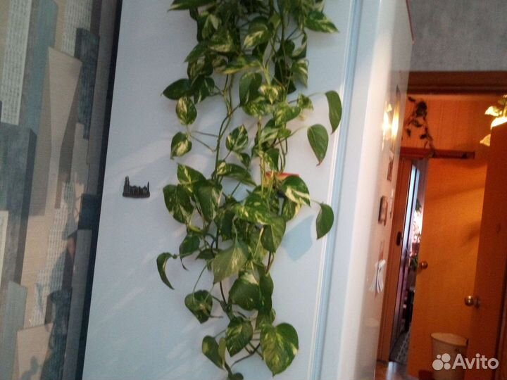 Сциндапсус жёлтый