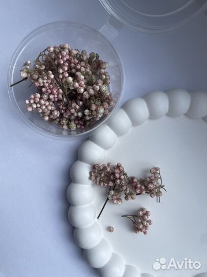 Сухоцветы для творчества