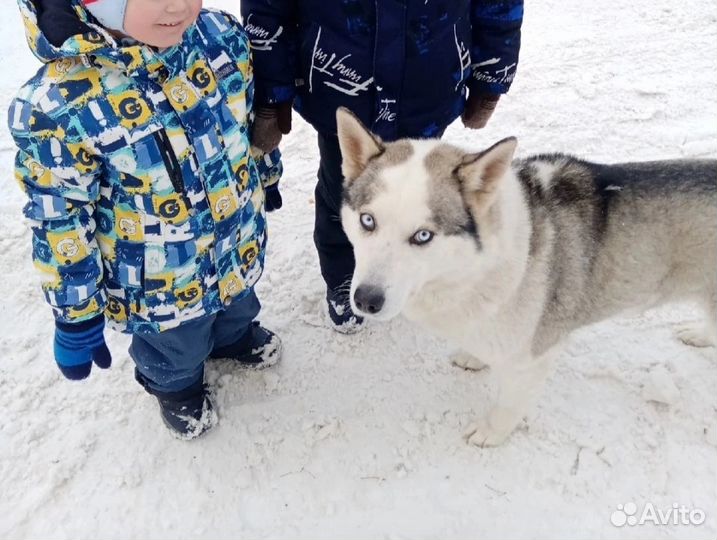 Собака в добрые руки