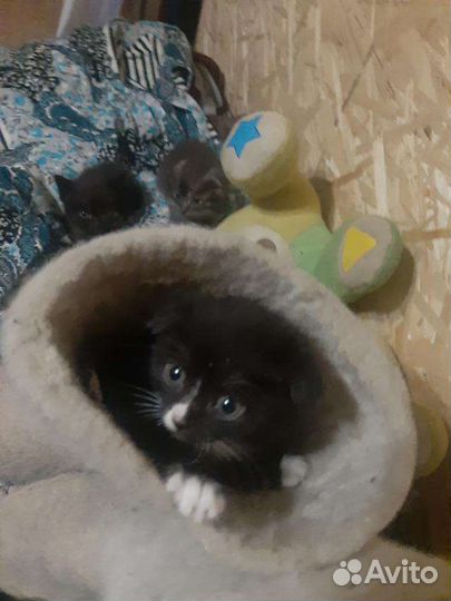 Шотландские котята