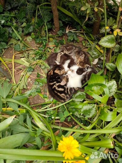 Красивые котята выброшены на смерть