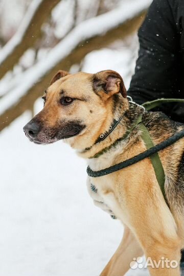 Арнольд в добрые руки