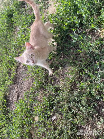 Хорошего котёнка в хорошие руки