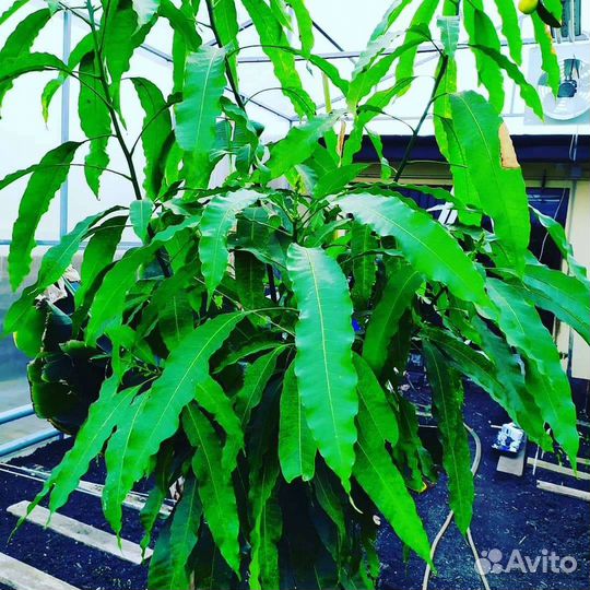 Экзотические растения/саженцы