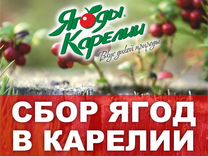 Сборщик ягод в Карелии