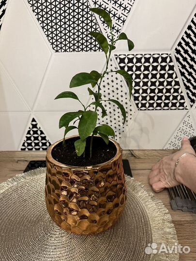 Лимонное дерево