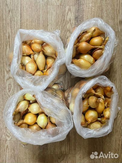 Лук семейный на посадку