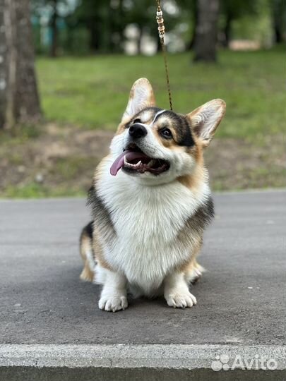 Вязка кобель Вельш корги пемброк