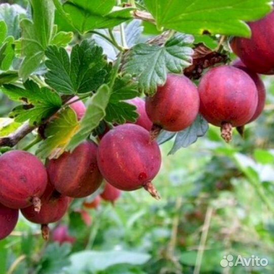 Саженцы крыжовника Краснославянский