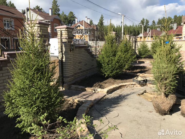 Ель зеленая extra (формированная, плантационная)