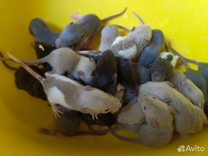 Крысятки Дамбо разные окрасы