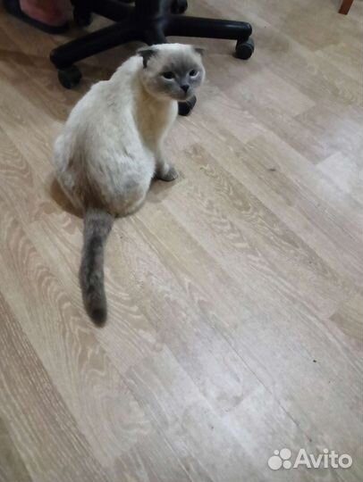 Передержка кошек