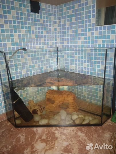 Продам аксолотля