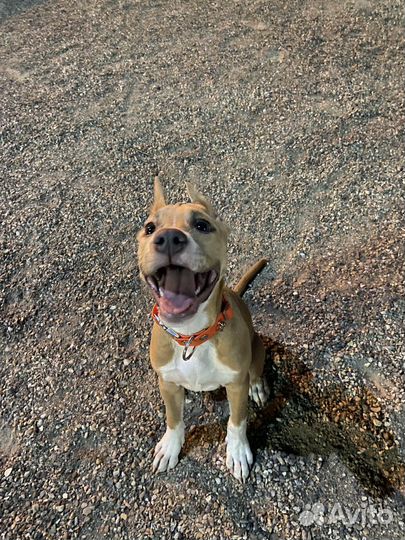 Домашние животные