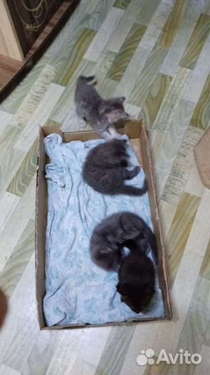 На Тагилстрое Отдадим котят в хорошие руки