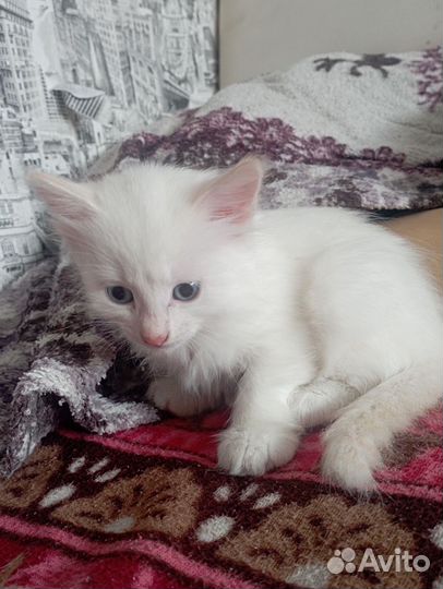 Белая кошечка 1 месяц