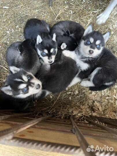 Щенки хаски