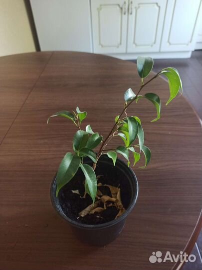 Продам цветы комнатные