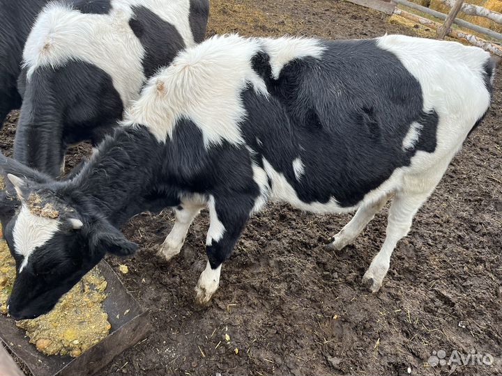 Бычки и телята