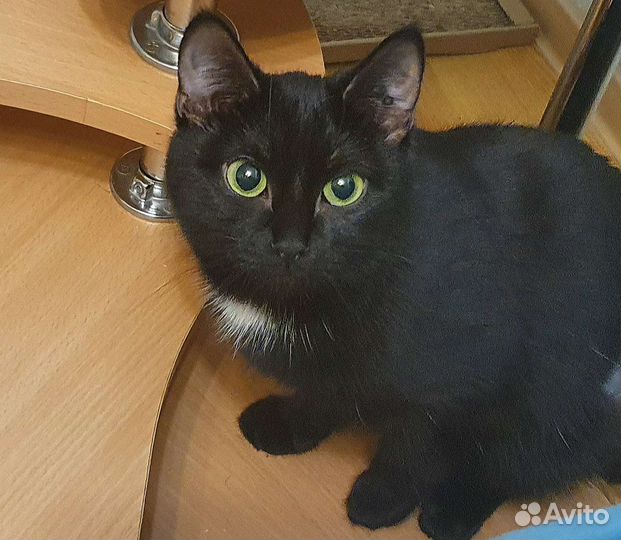 Кошечка-подросток, спасенная из шахты лифта