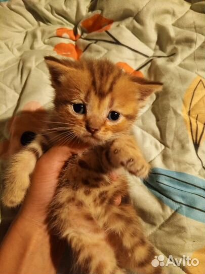 Котята