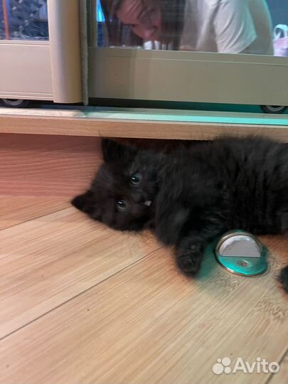 Котенок Медвежонок Эксклюзив