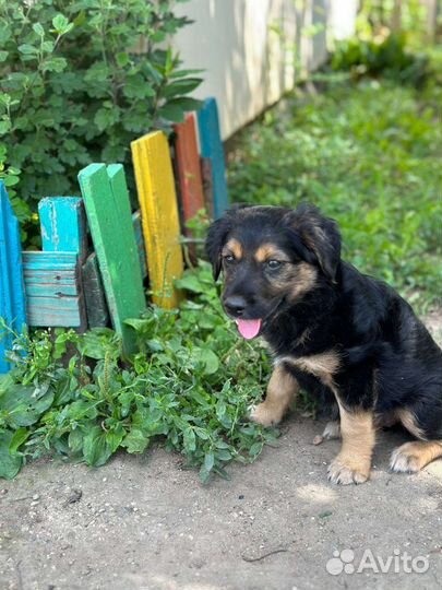 Русский спаниель