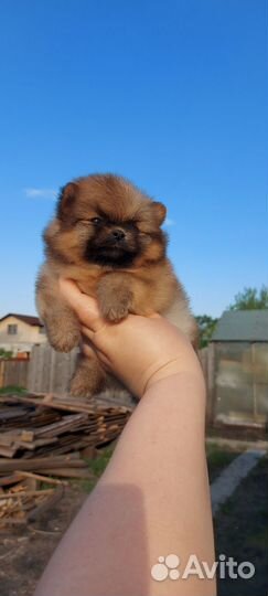 Помиранские шпицы