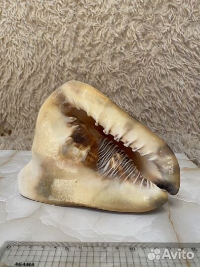 Морские ракушки раковины среднего размера