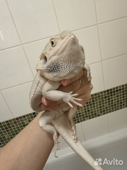 Бородатая агама Zero/Зеро