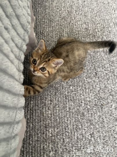 Шотландская