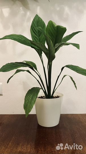 Спатифиллум