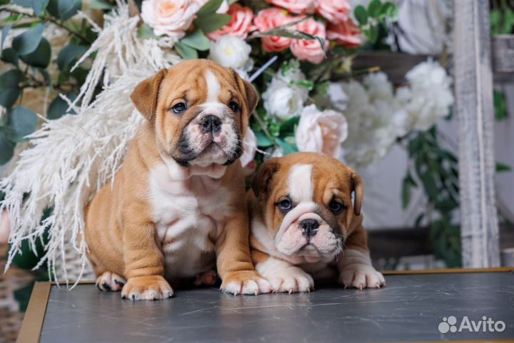 Рыжие и красные английские котятки с доставкой