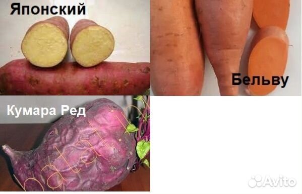 Рассада батата (черенки)