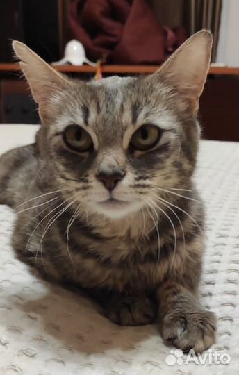 Спасите Моли