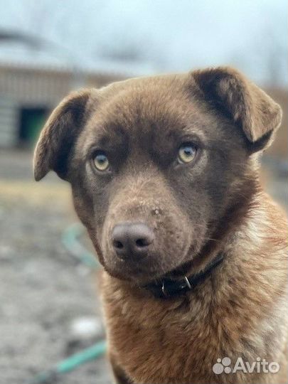 Кай ищет дом