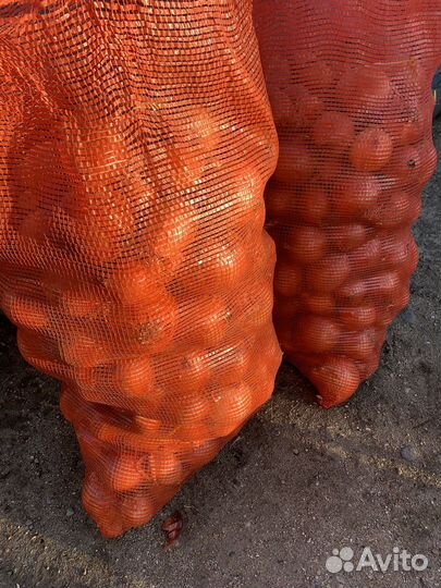 Лук репчатый