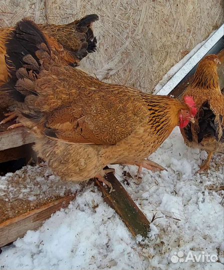 Цыплята амераукана.Кучинская юбилейная