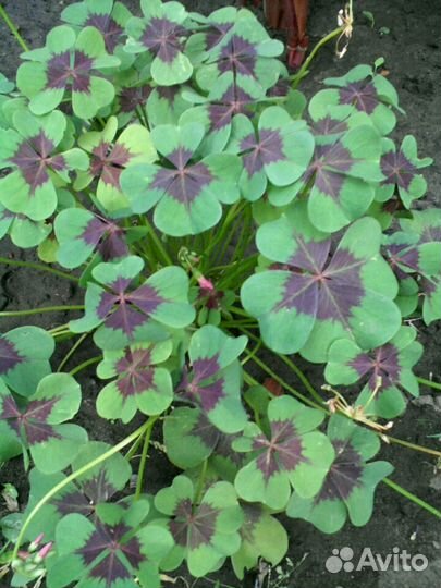 Оксалис Iron Cross