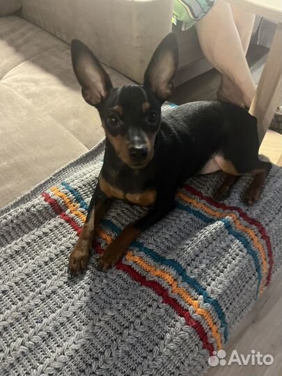 Цвергпинчер