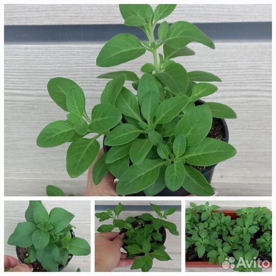 Петуния, вербена, алиссум вегетативные