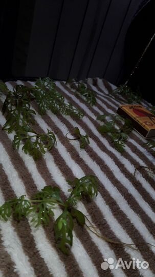 Аквариумные растения Индийский папоротник