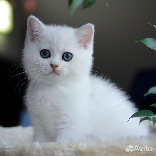 Белый британский котенок