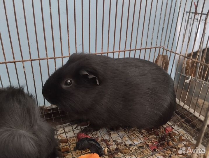 Морская свинка