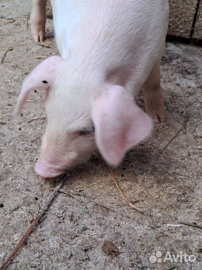 Поросенок ландрас