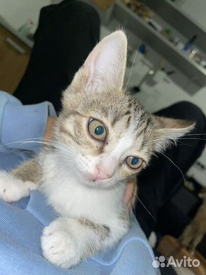 Котята в добрые руки бесплатно коты